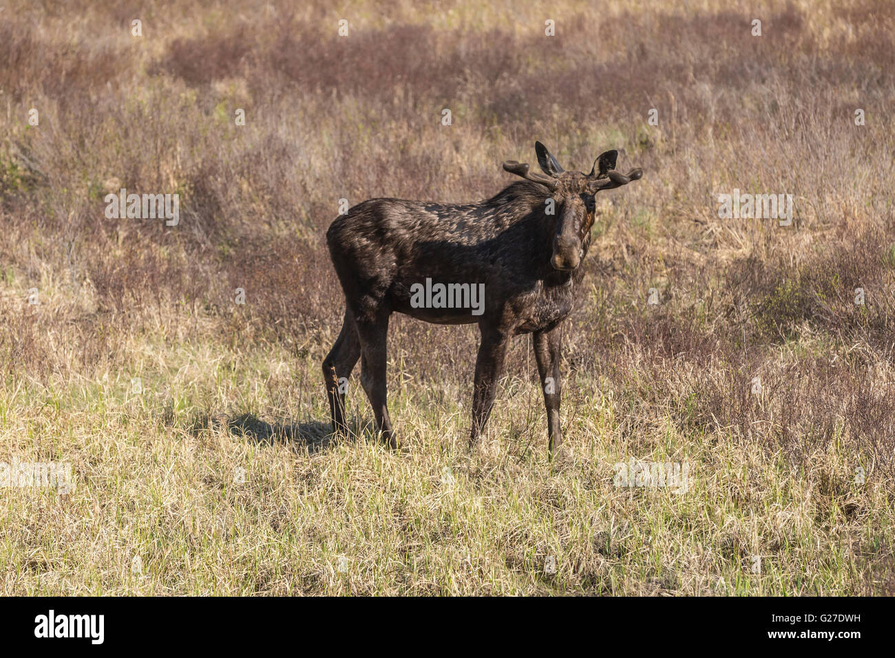 Un grande maschio alci in Algonquin Park Foto Stock