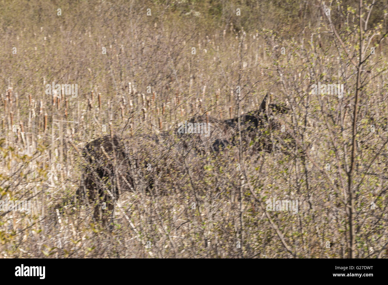 Un grande maschio alci in Algonquin Park Foto Stock