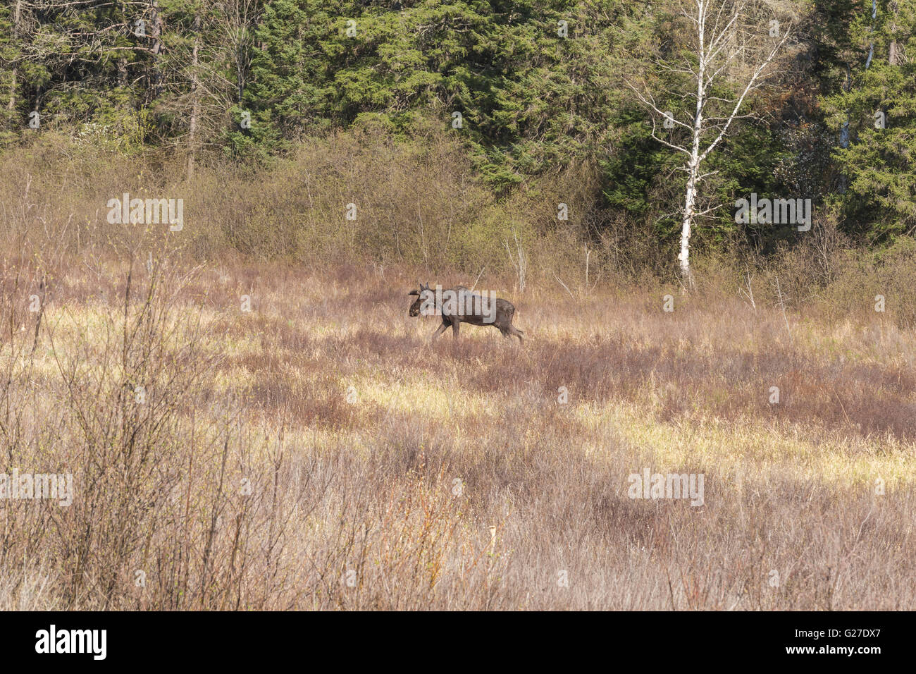 Un grande maschio alci in Algonquin Park Foto Stock