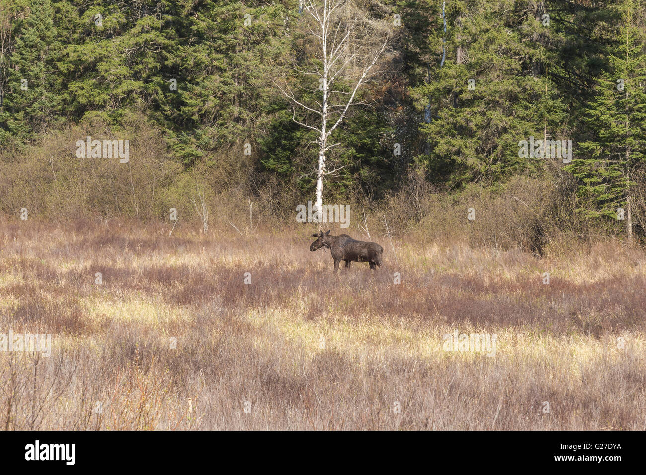 Un grande maschio alci in Algonquin Park Foto Stock