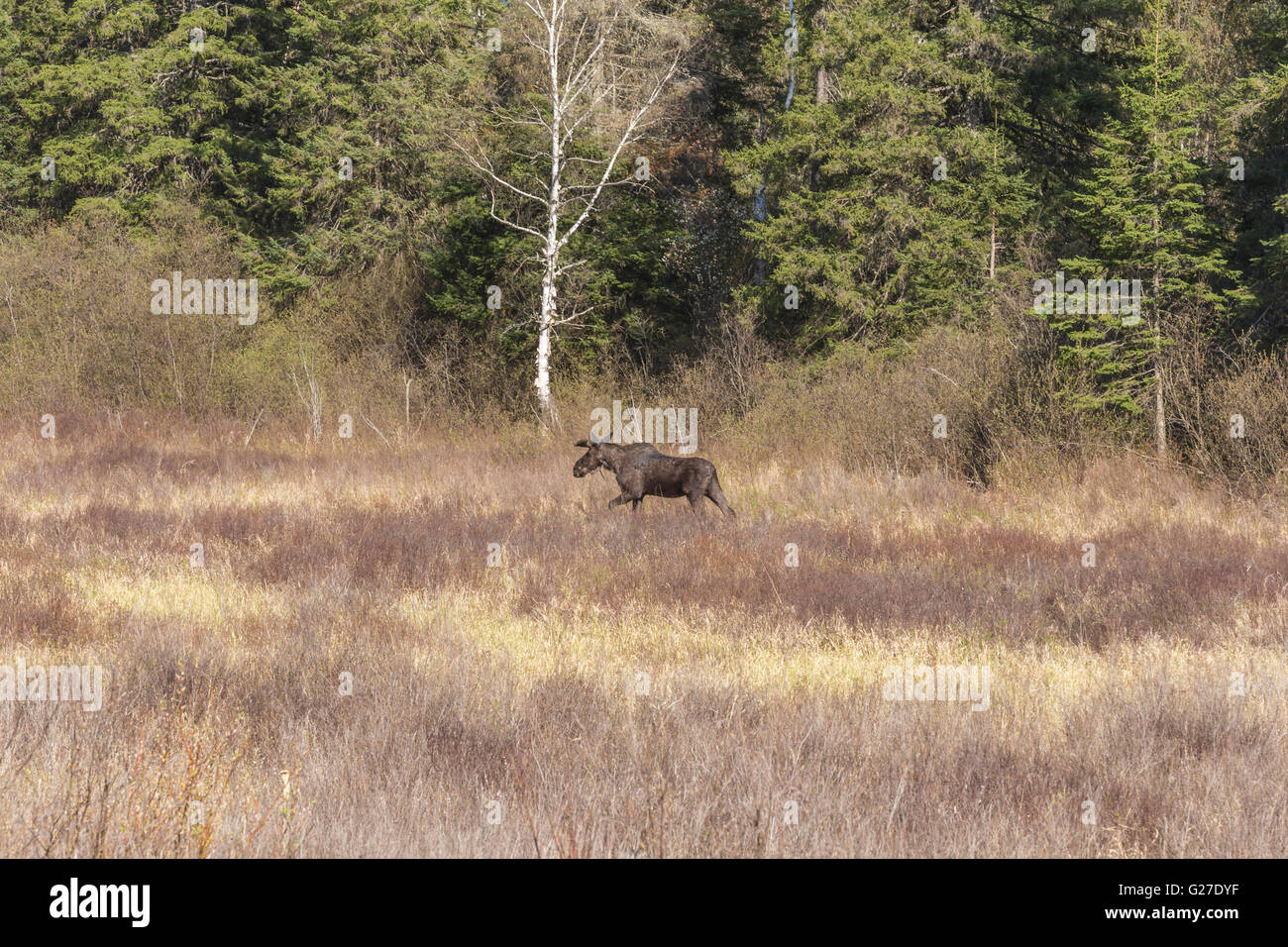 Un grande maschio alci in Algonquin Park Foto Stock