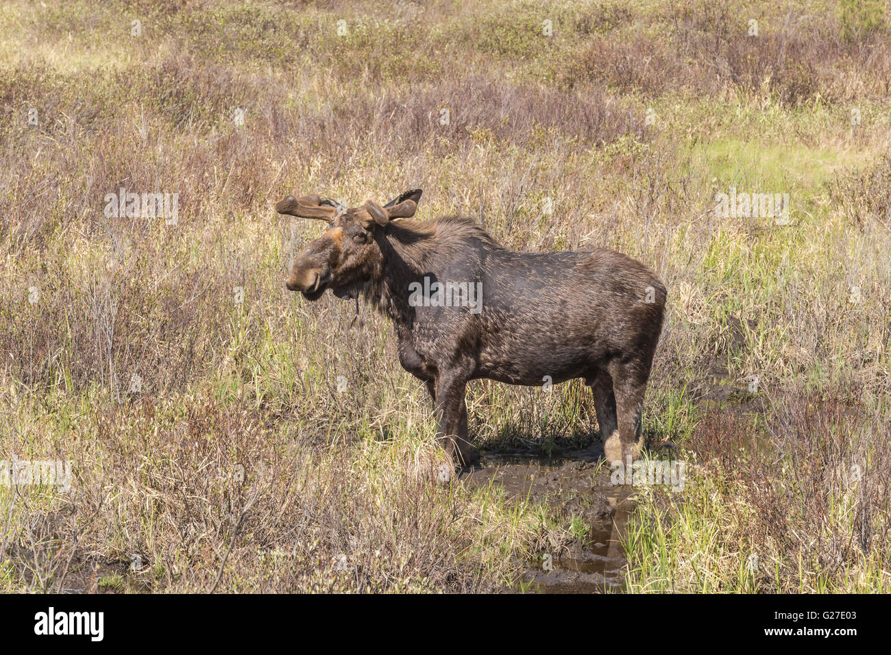 Un grande maschio alci in Algonquin Park Foto Stock