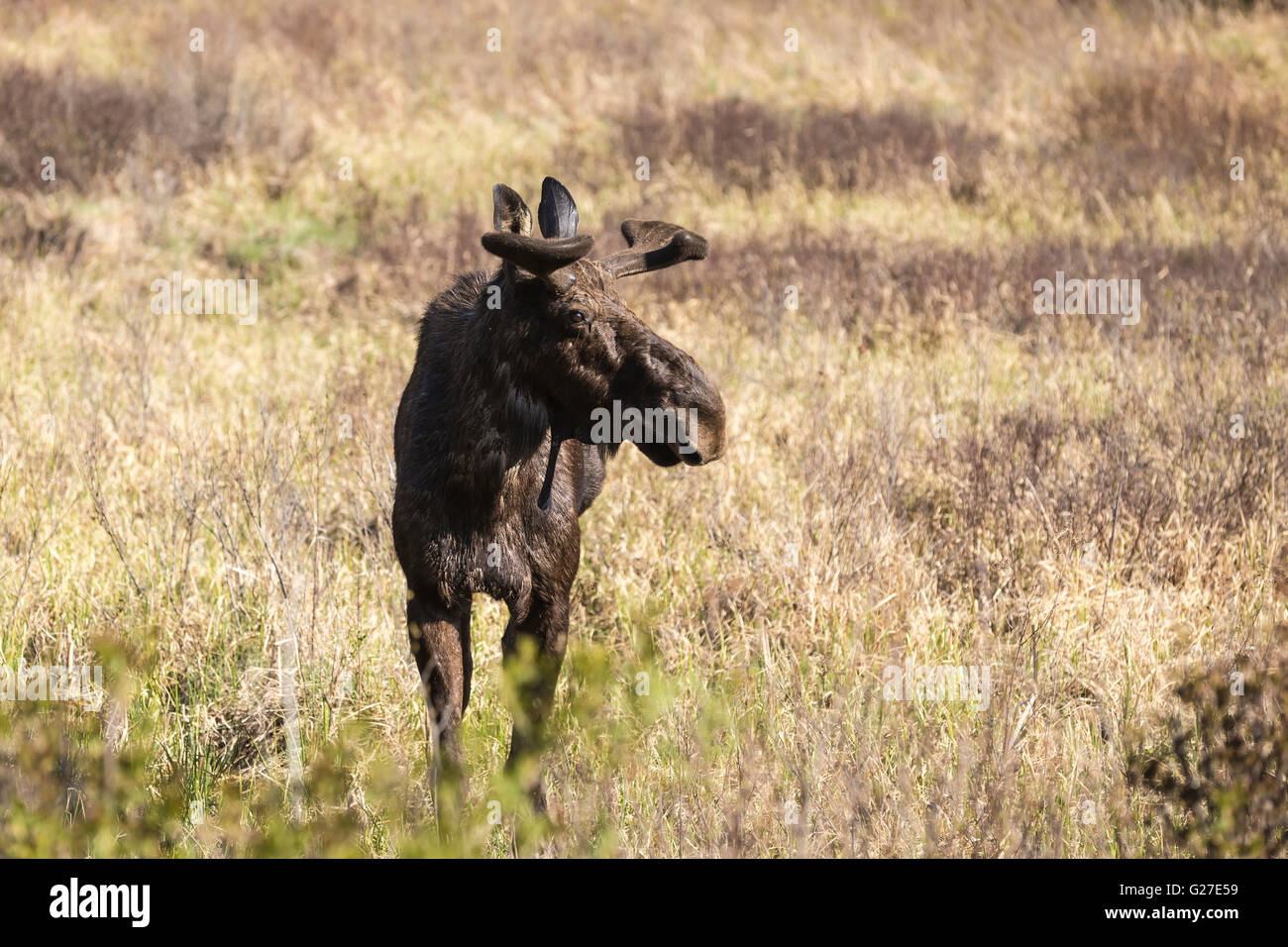 Un grande maschio alci in Algonquin Park Foto Stock