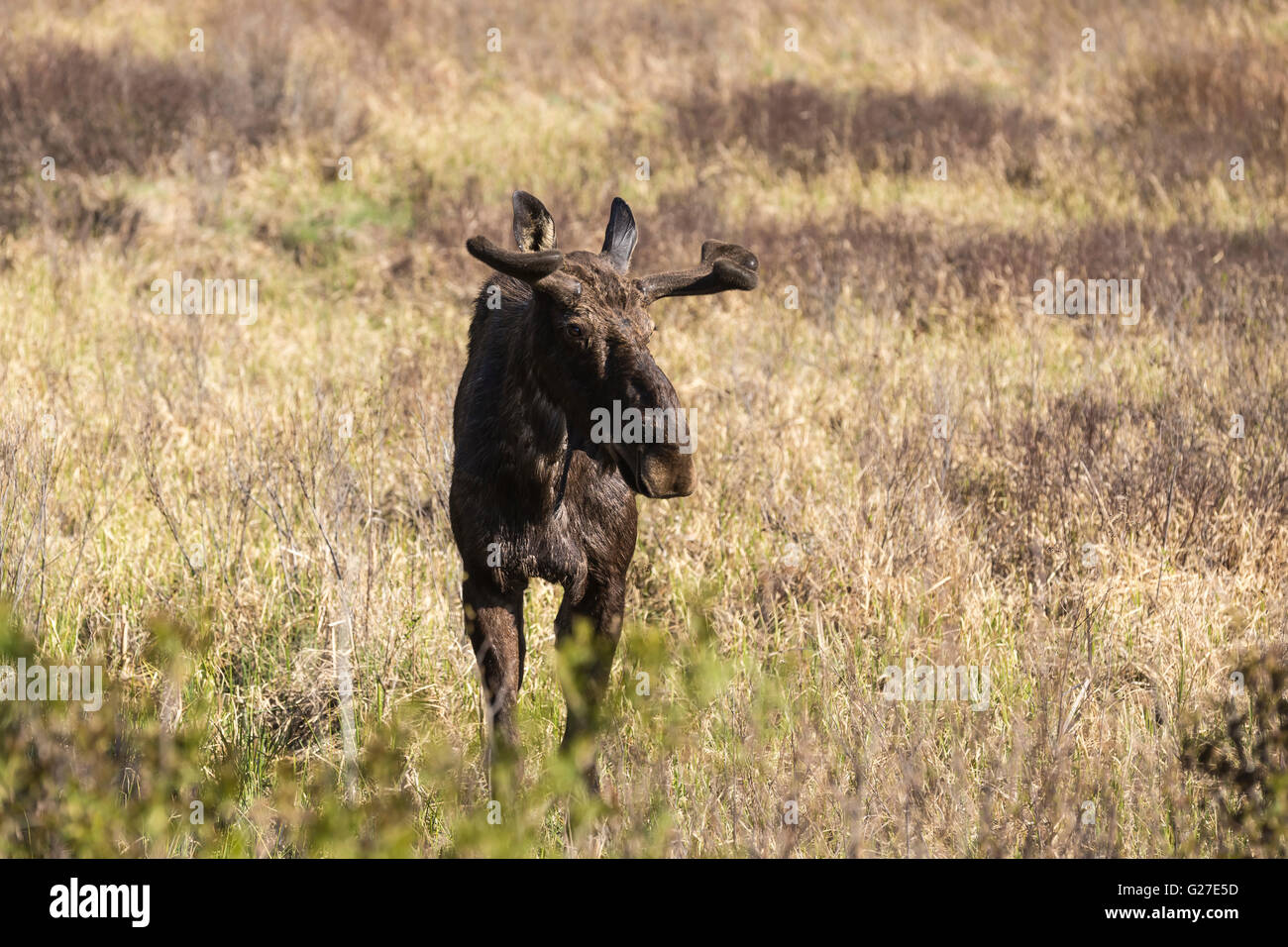 Un grande maschio alci in Algonquin Park Foto Stock
