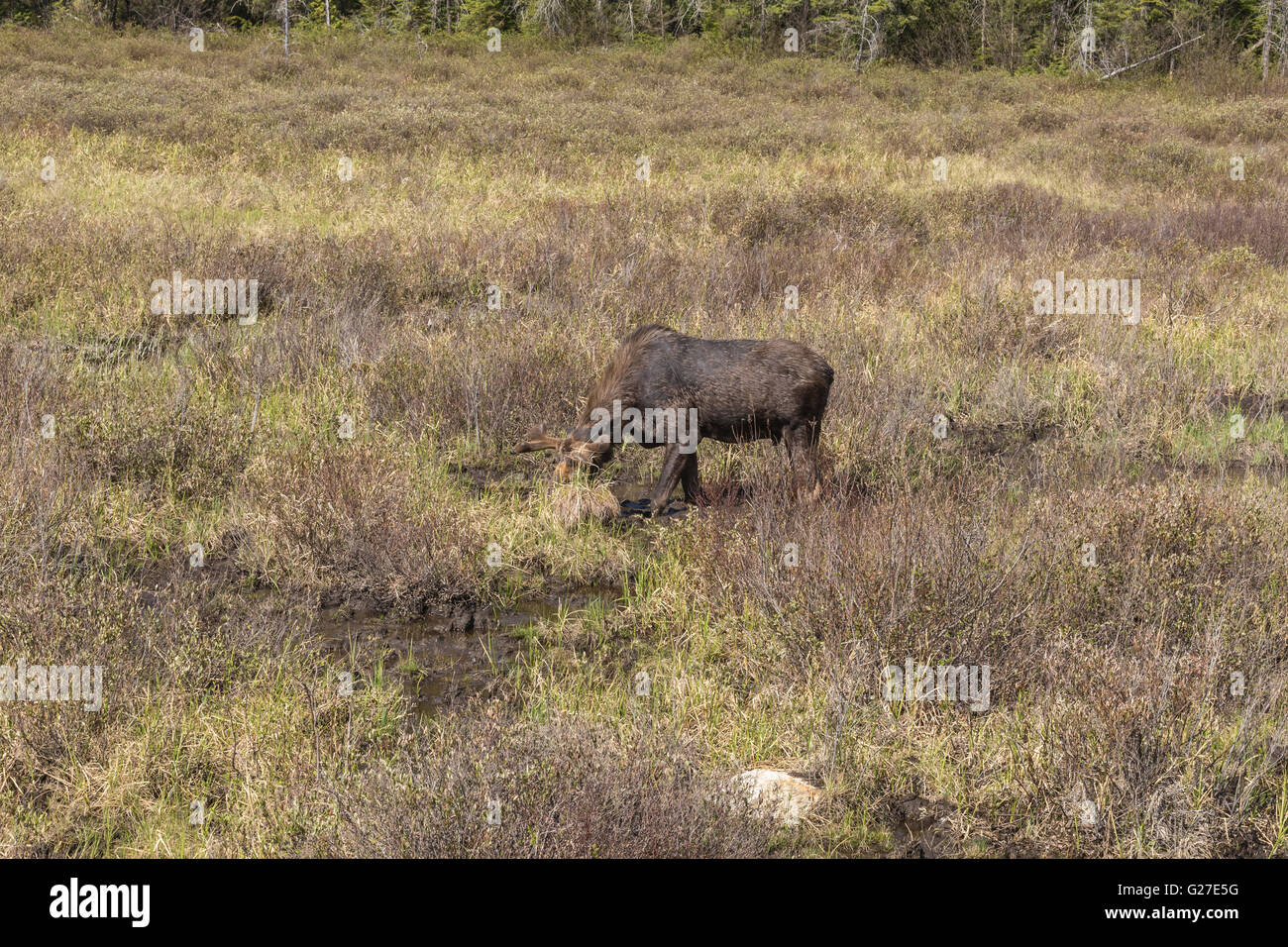 Un grande maschio alci in Algonquin Park Foto Stock