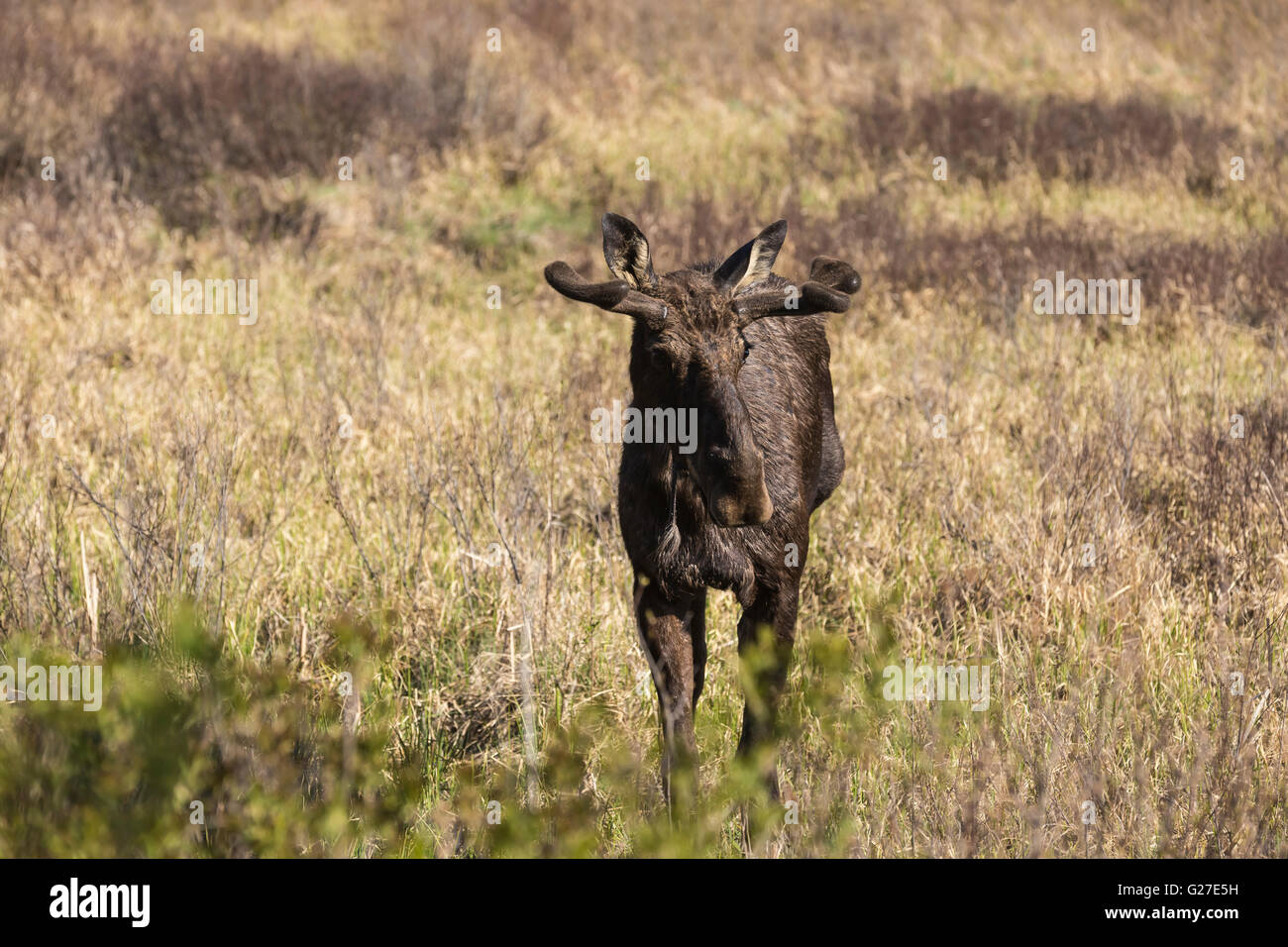 Un grande maschio alci in Algonquin Park Foto Stock