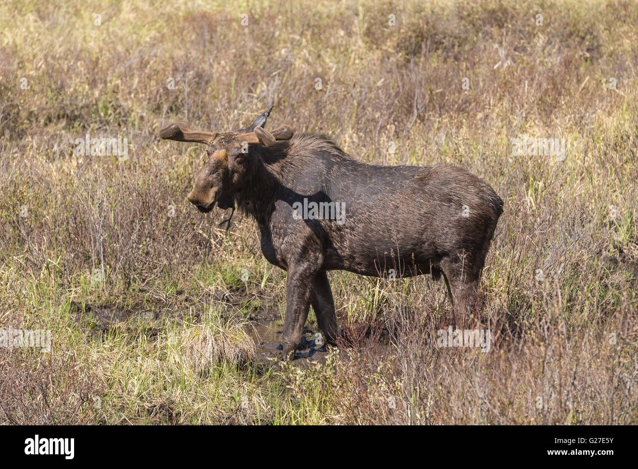 Un grande maschio alci in Algonquin Park Foto Stock