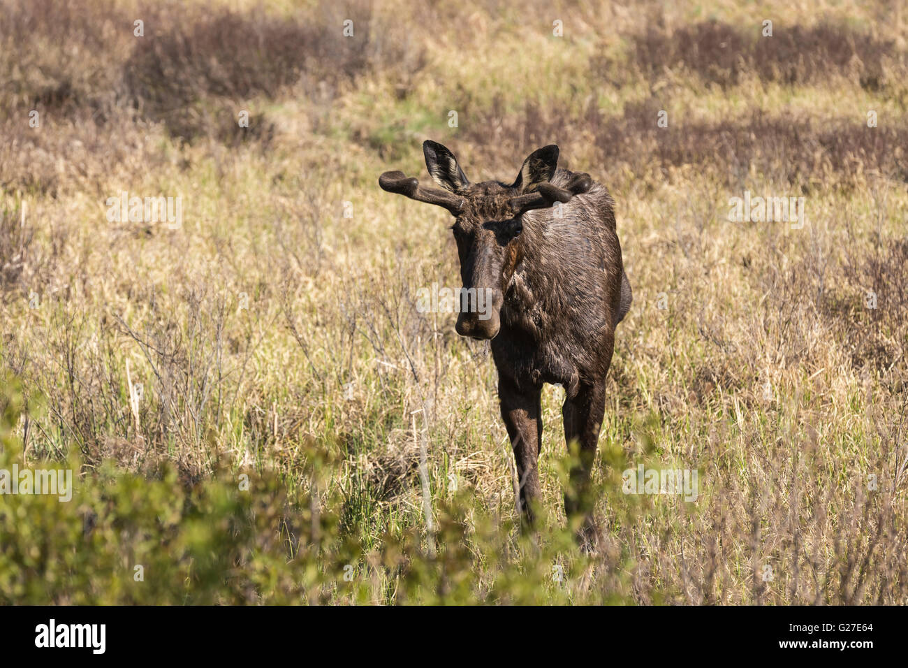 Un grande maschio alci in Algonquin Park Foto Stock