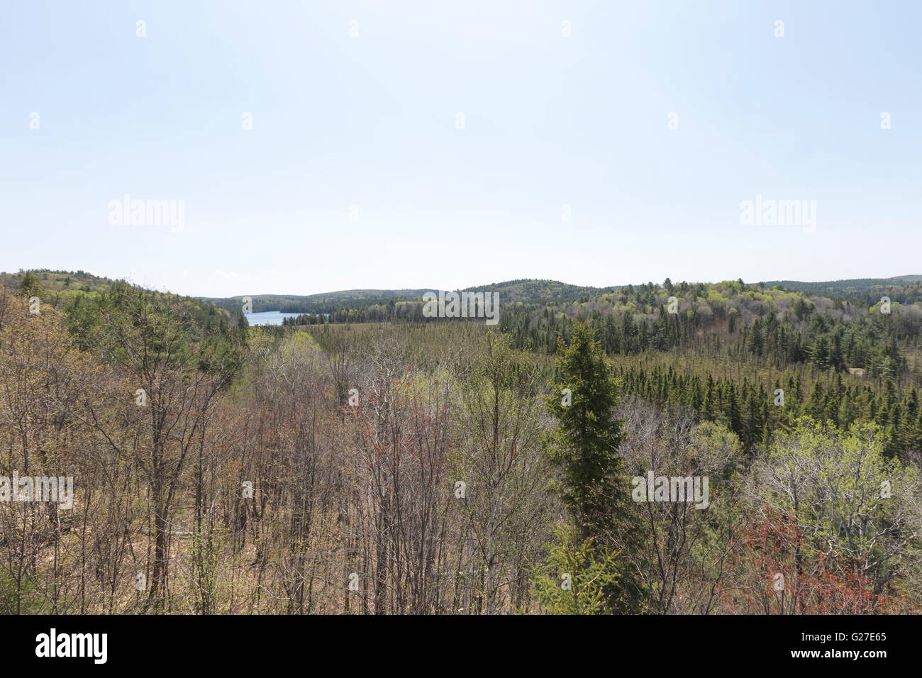 Un grande maschio alci in Algonquin Park Foto Stock