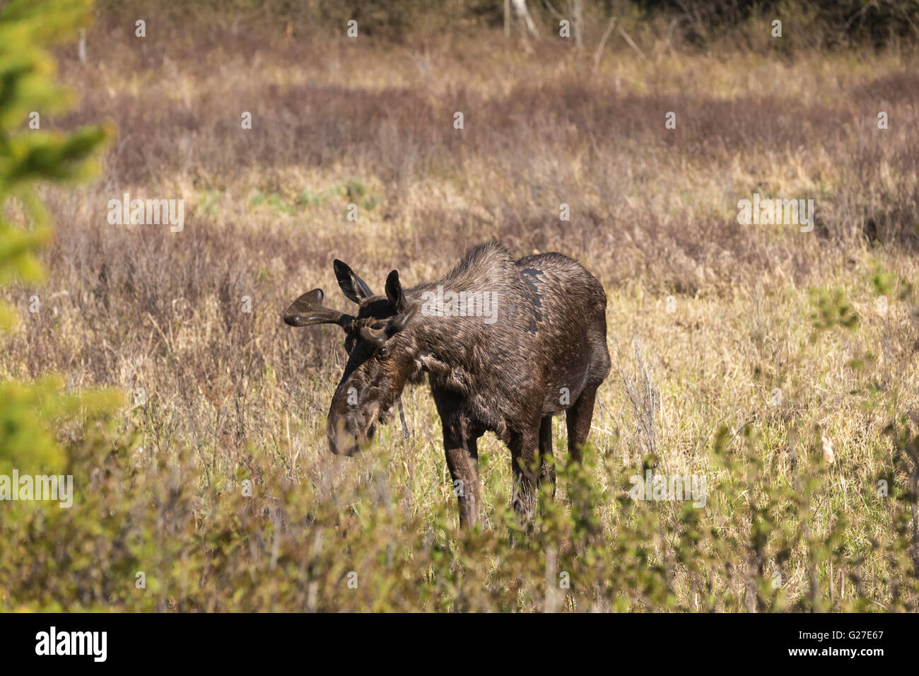 Un grande maschio alci in Algonquin Park Foto Stock