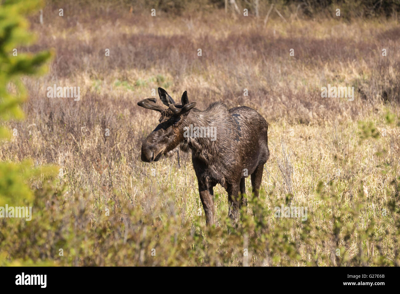 Un grande maschio alci in Algonquin Park Foto Stock