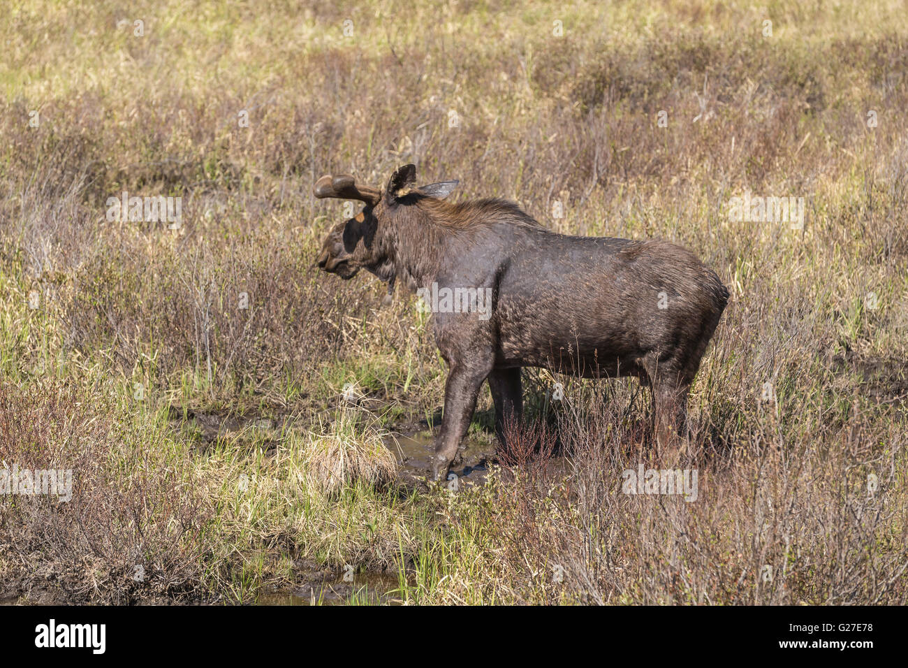 Un grande maschio alci in Algonquin Park Foto Stock