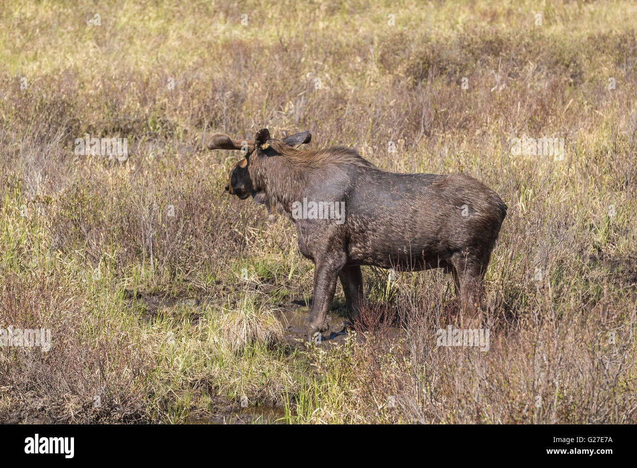 Un grande maschio alci in Algonquin Park Foto Stock