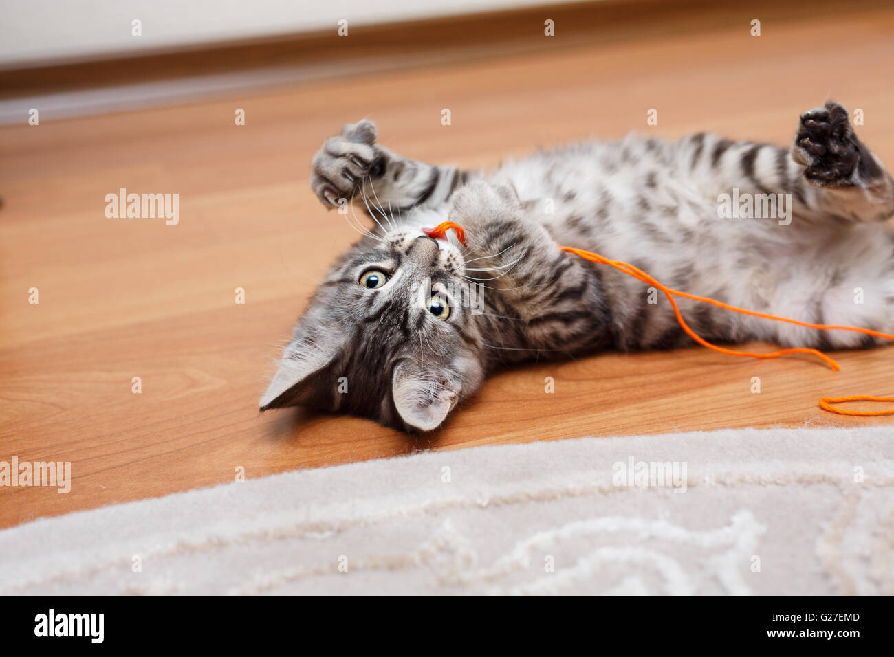 Curili Bobtail grigio cat gioca. Thoroughbred cat. Carino e divertente gattino. Il Pet. Foto Stock