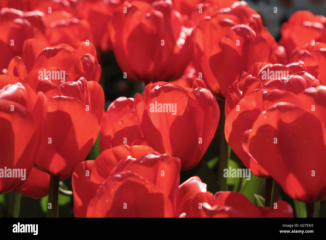 Macro di fiori tulipani tulipani bianco primavera la natura bellissima sfondo rosso bellezza flora blossom garden verde naturale fresco floreale Foto Stock