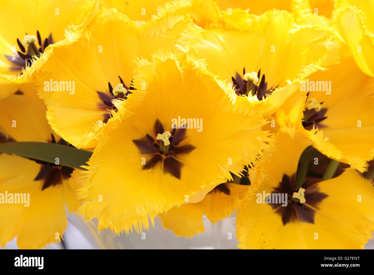 Macro di fiori tulipani tulipani gialli primavera la natura bellissima sfondo rosso bellezza flora blossom garden verde naturale fresco floreale Foto Stock