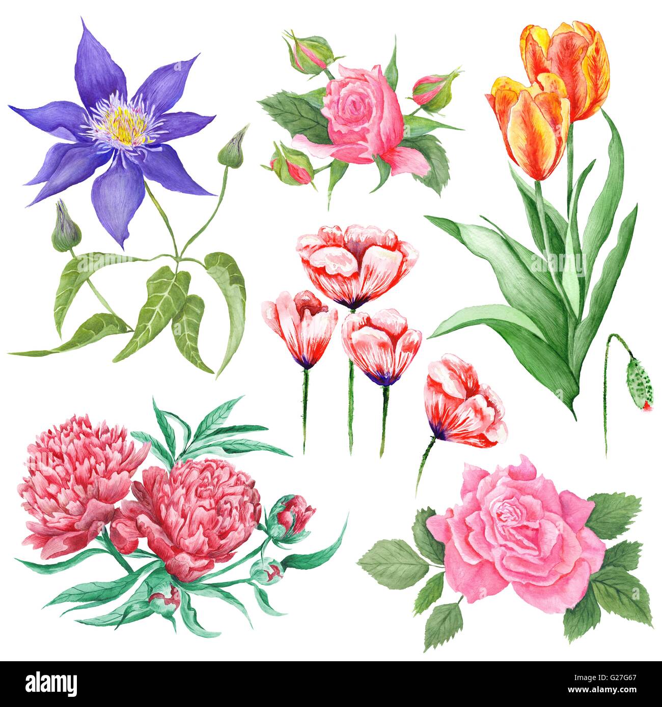 Set di alta qualità dipinti realistici di rose, peonia, papavero, tulip e clematis isolati su sfondo bianco Foto Stock