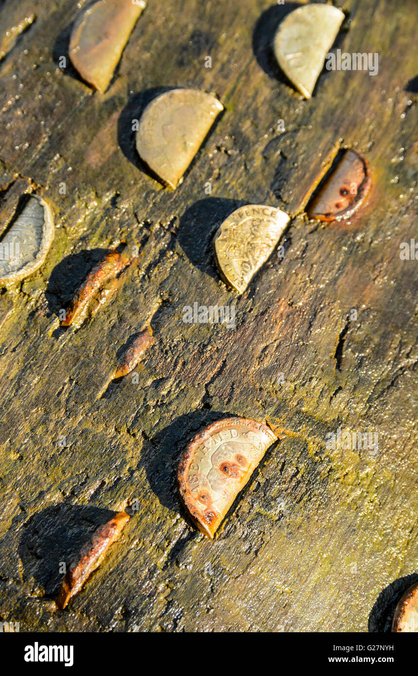 Monete martellato nel albero caduto a Brock fondo nella foresta di Bowland AONB Lancashire Inghilterra Foto Stock
