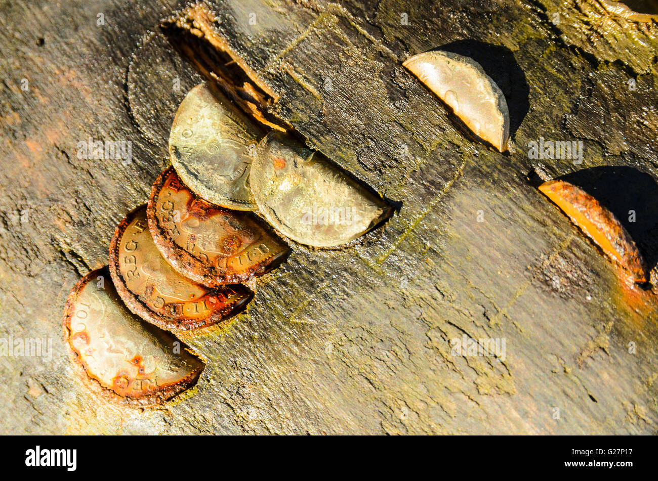 Monete martellato nel albero caduto a Brock fondo nella foresta di Bowland AONB Lancashire Inghilterra Foto Stock