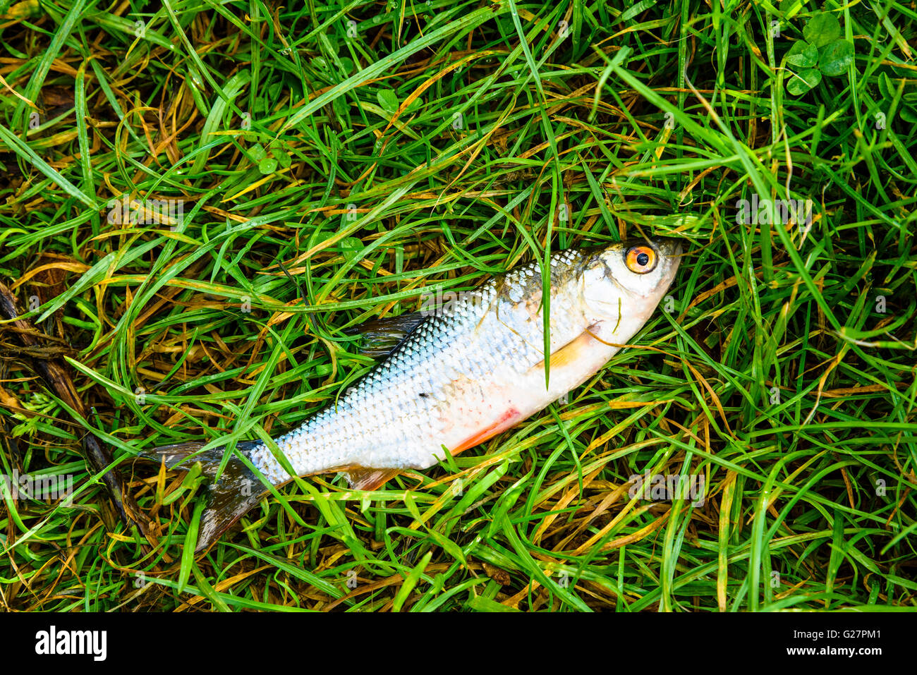 Piccolo scarafaggio (Rutilus rutilus) abbandonato dal pescatore sulla strada alzaia del Lancaster Canal vicino a Garstang Lancashire Foto Stock