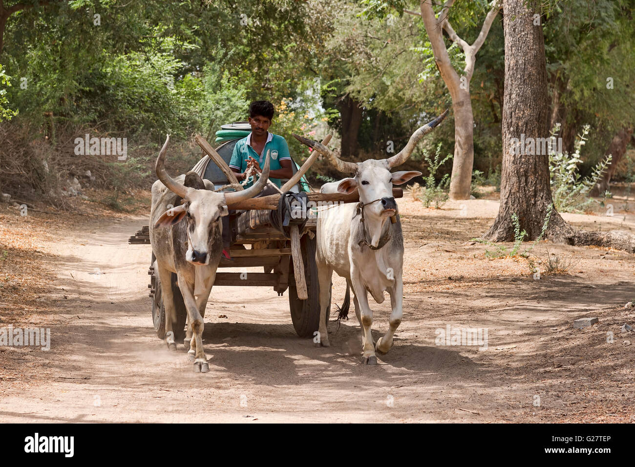 Bovini zebù,, zebù o gobba bovini (Bos primigenius indicus) con rimorchio su strada, Rajasthan, India Foto Stock