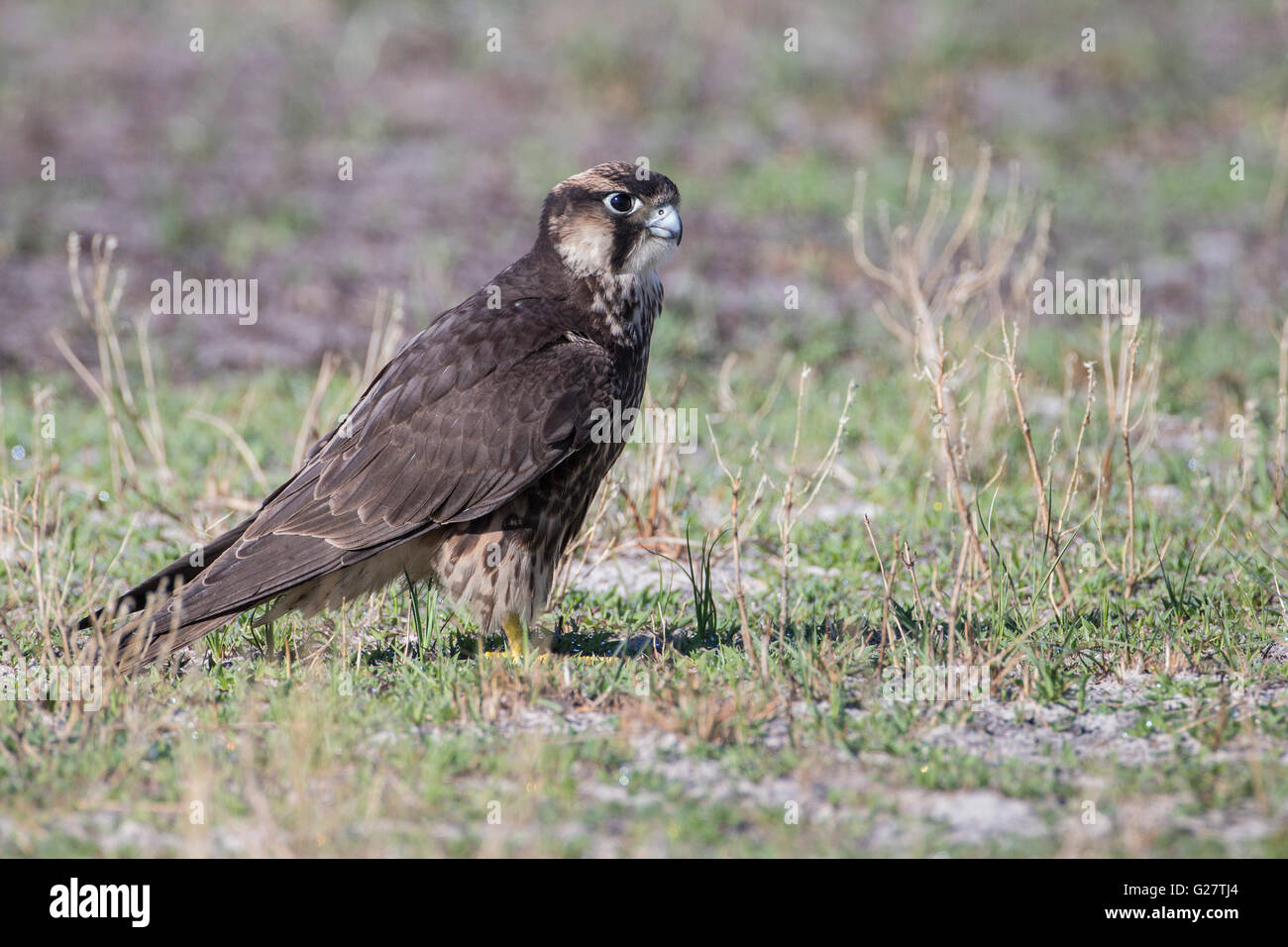 Lanner Falcon (Falco biarmicus), giovane, Liuwa Plain National Park, Provincia nordoccidentale, Zambia Foto Stock