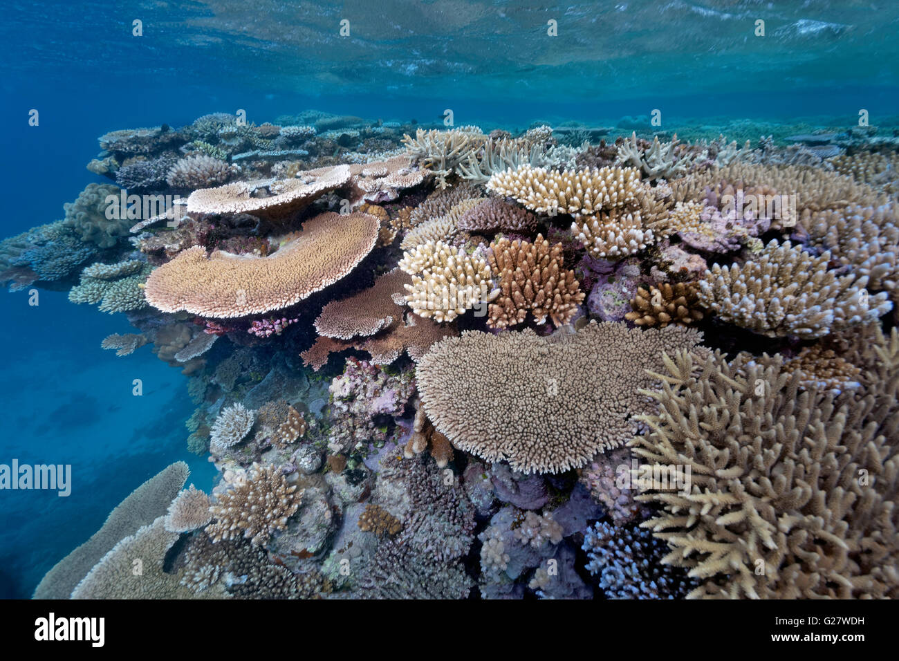 Reef di barriera corallina con molti coralli duri (Agropora sp.), la Grande Barriera Corallina, Queensland, Cairns, Oceano Pacifico, Australia Foto Stock