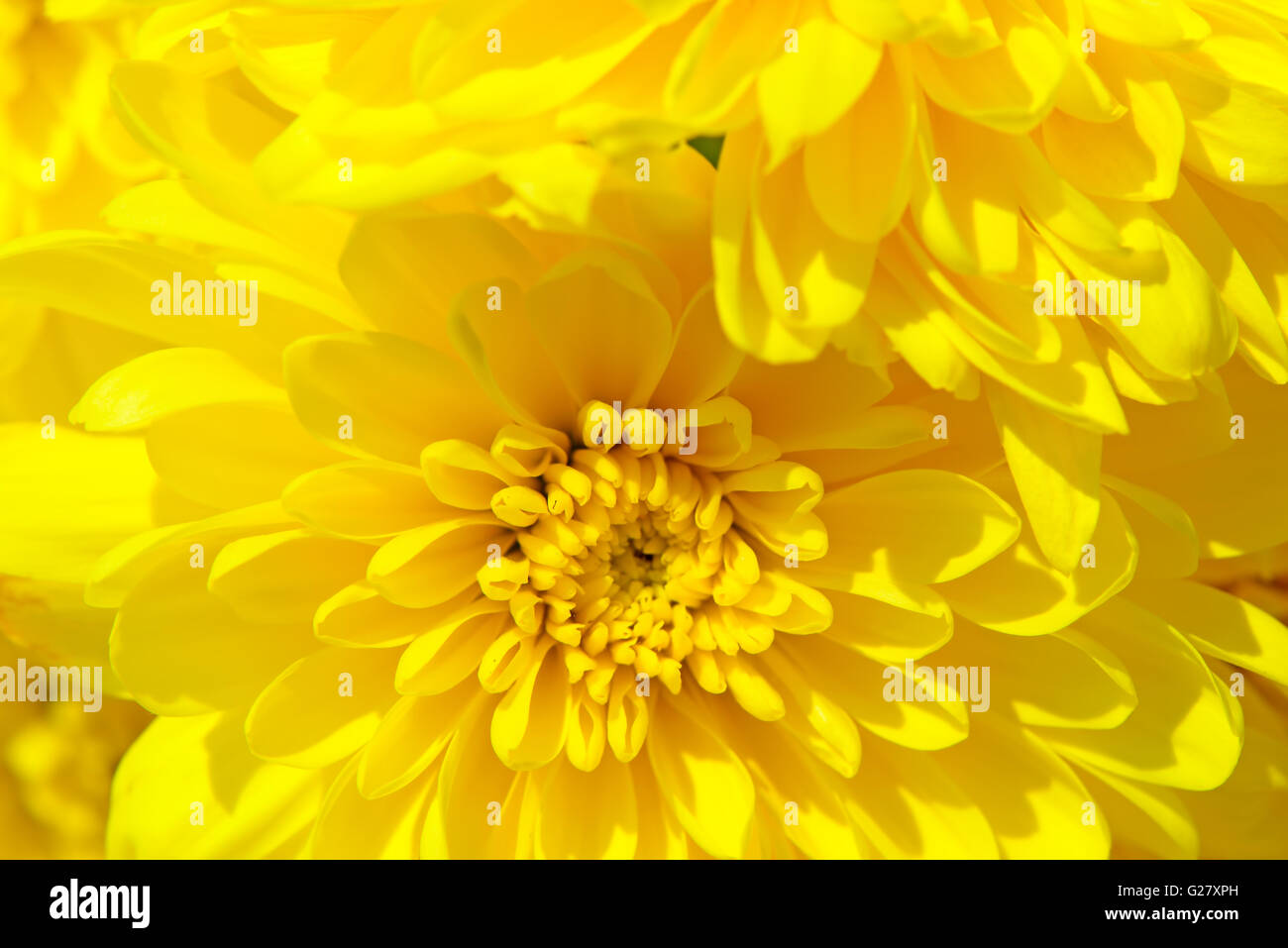 Giallo crisantemi fiori con gocce di rugiada molto closeup Foto Stock