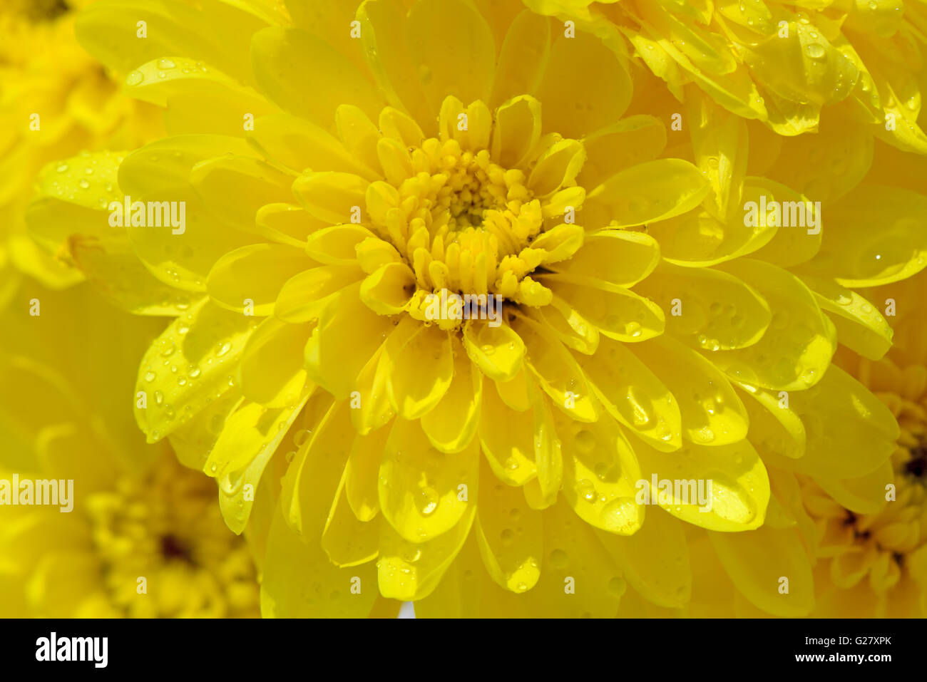 Giallo crisantemi fiori con gocce di rugiada molto closeup Foto Stock