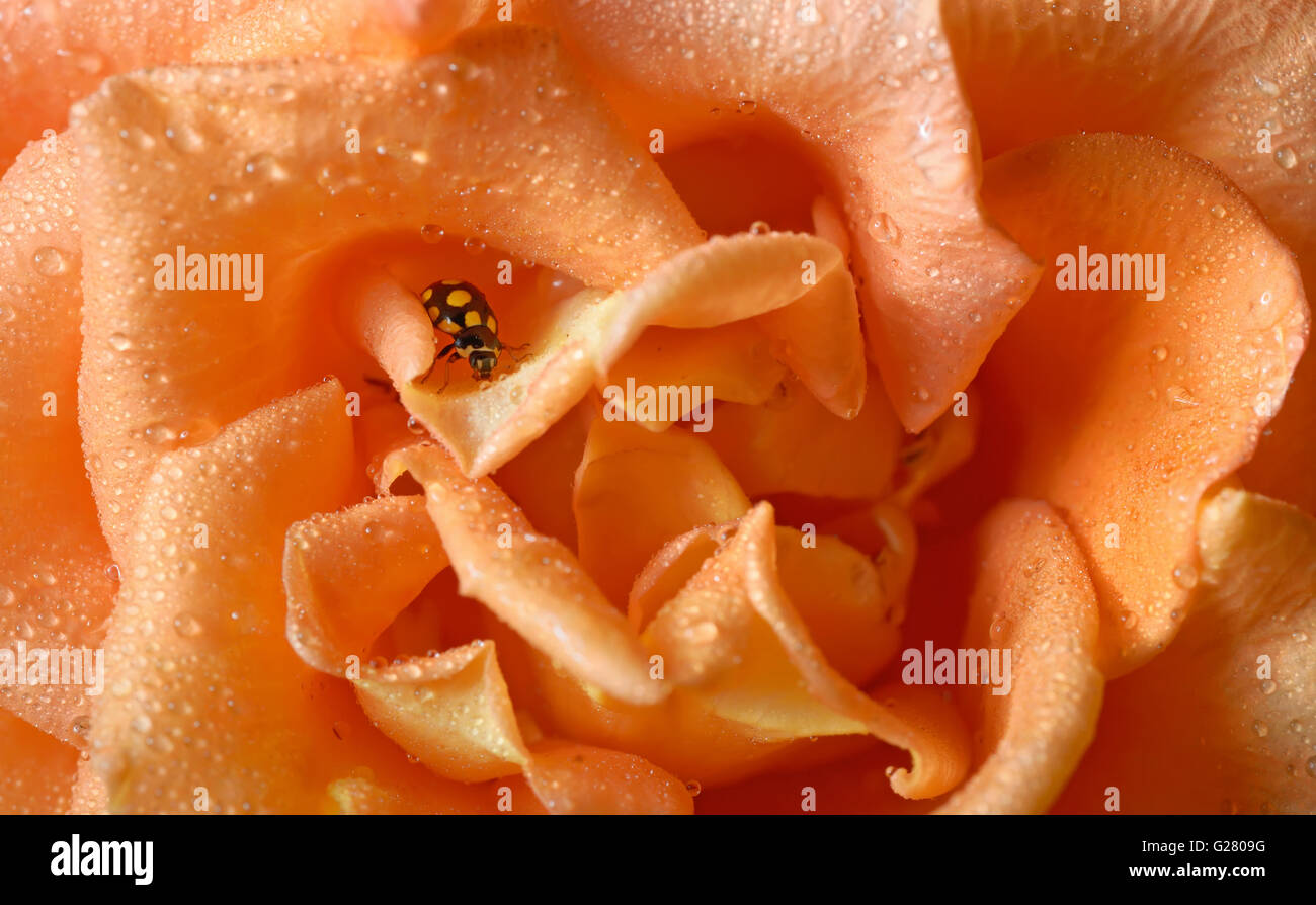 In prossimità di una coccinella gialla con gocce d'acqua Foto Stock