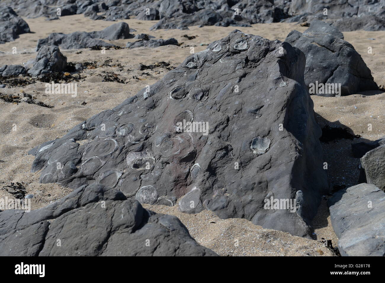 Conchiglie fossili / gasteropodi sulla spiaggia di Port Eynon Foto Stock