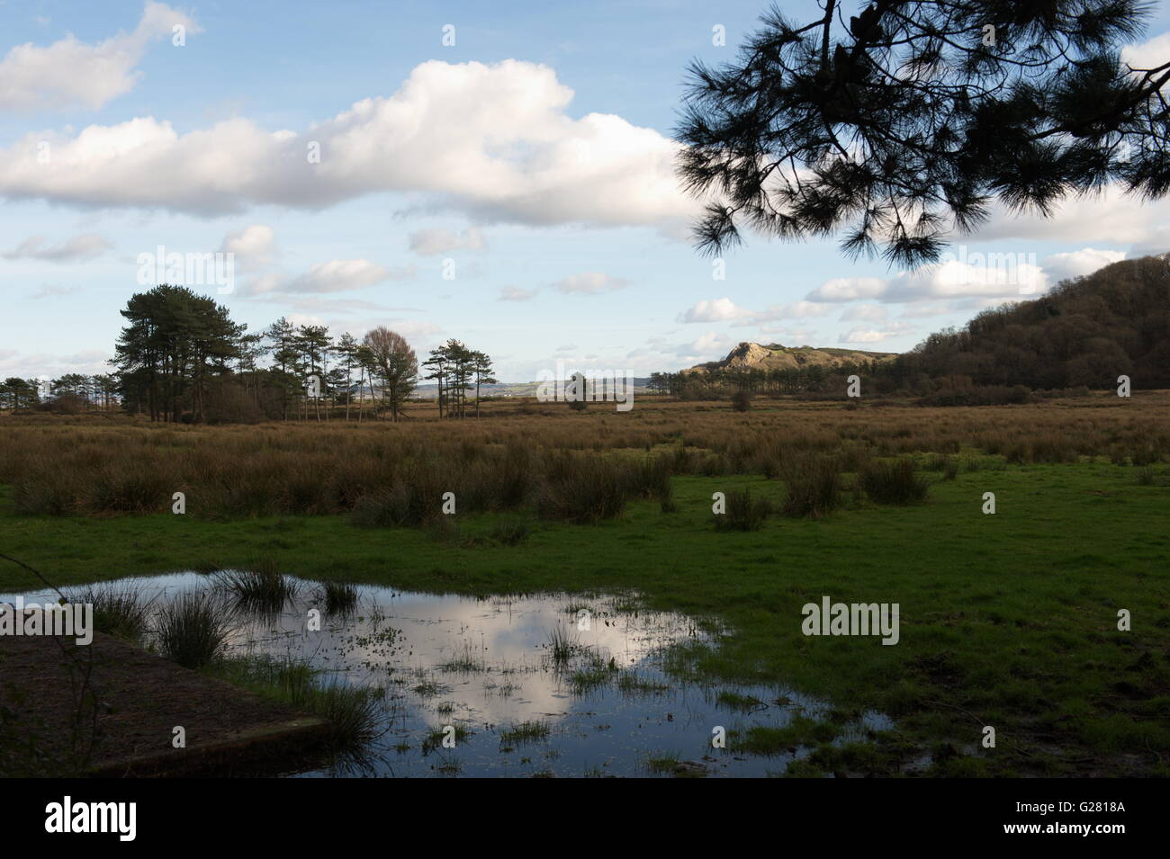 Paludi,boschi e zone umide in Whiteford Punto vicino Llanmadoc Foto Stock