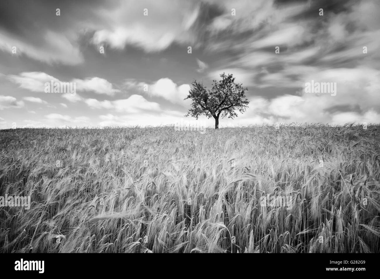 Grano verde su un campo di grano in primavera Foto Stock