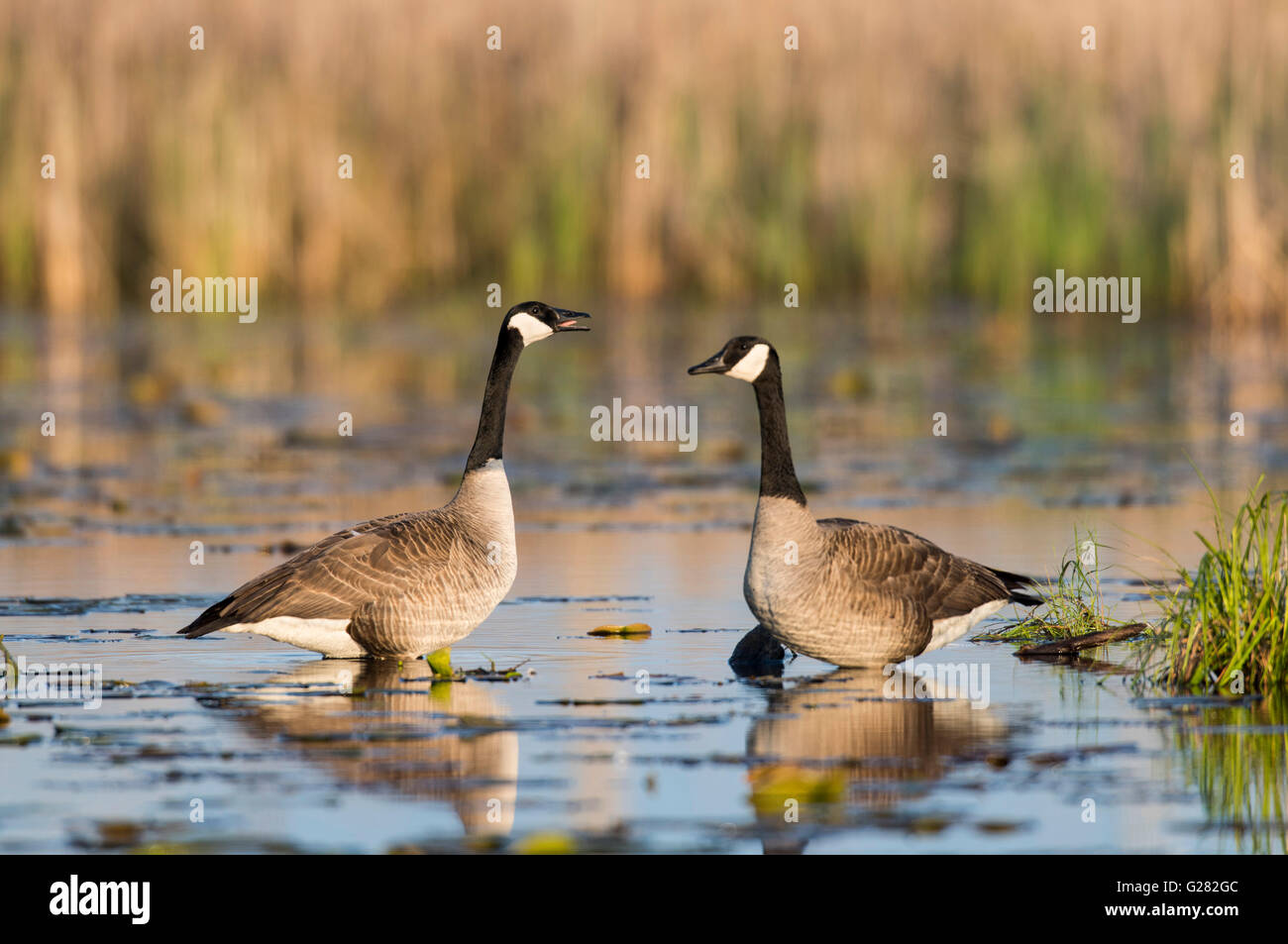 Una coppia di Oche del Canada sulla zona umida a molla Foto Stock