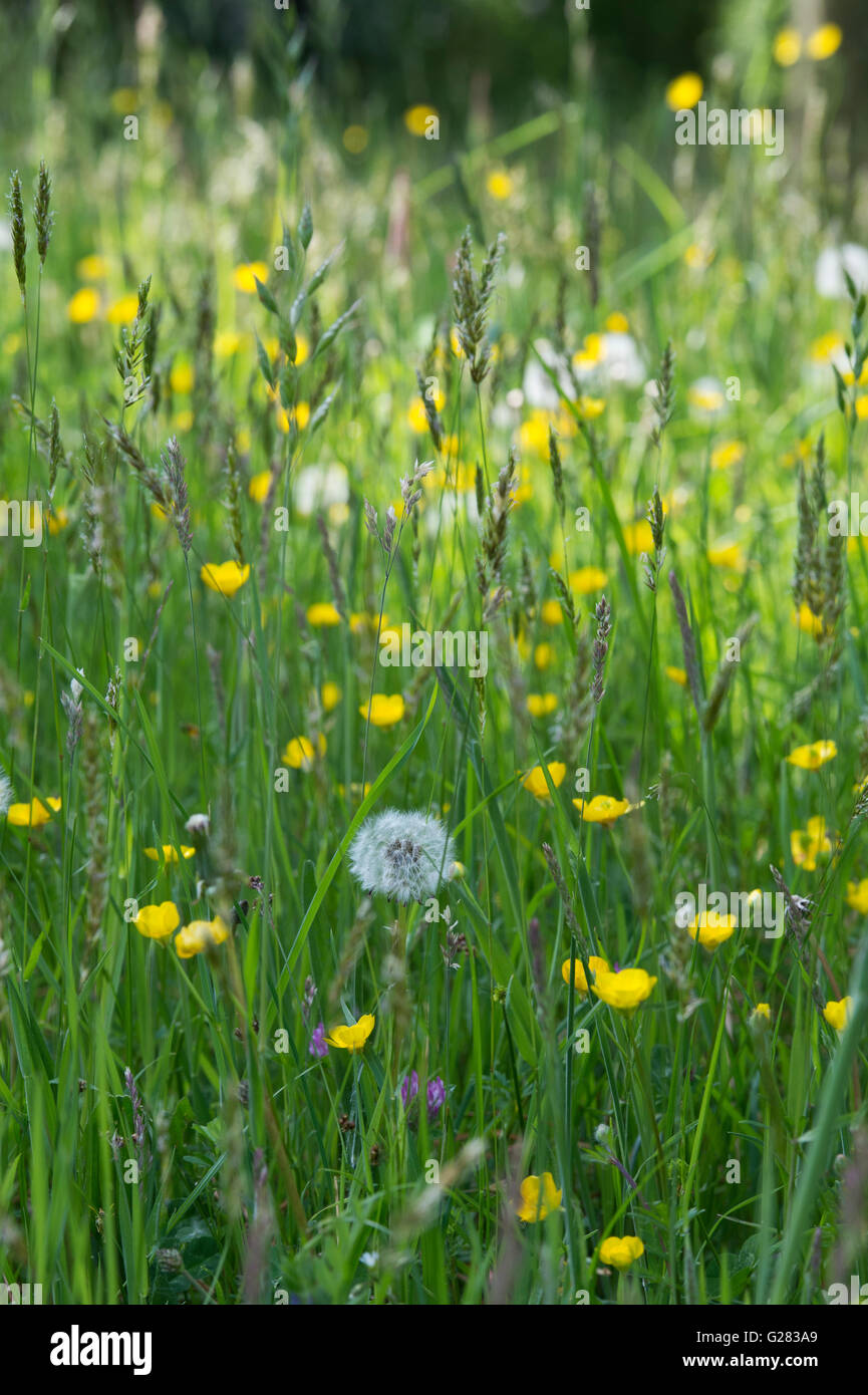 Erba prato con il tarassaco e renoncules in primavera Foto Stock