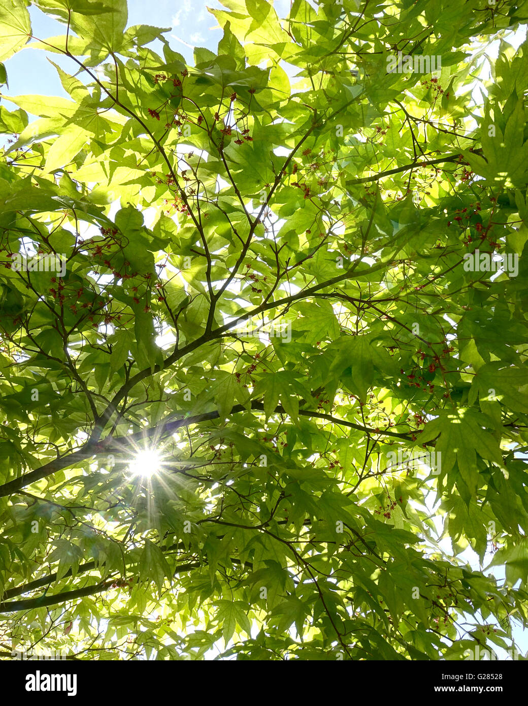 Natura: Giapponese Acer dettaglio Foto Stock