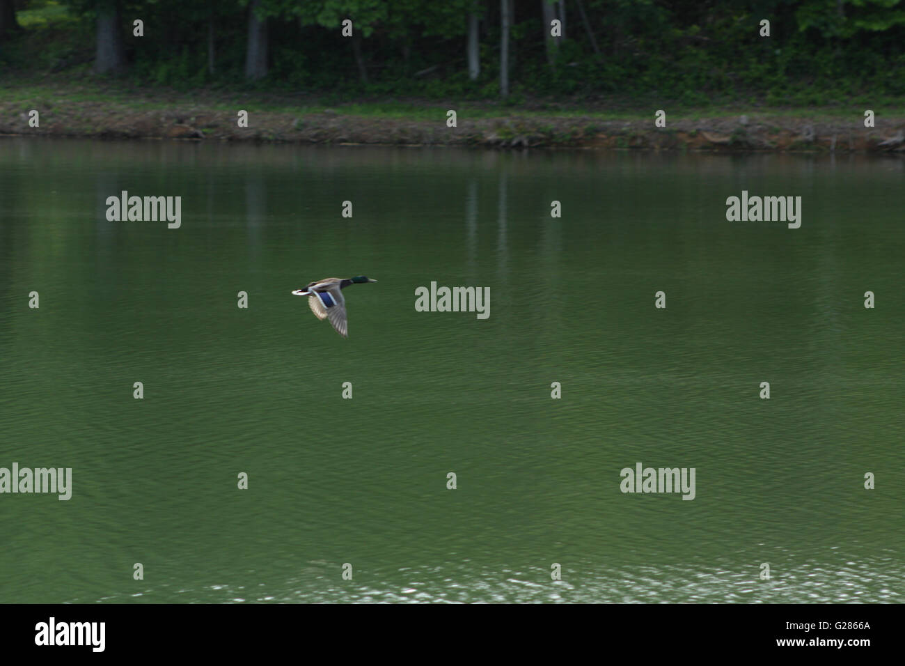 Duck volare oltre il lago di acqua. Foto Stock