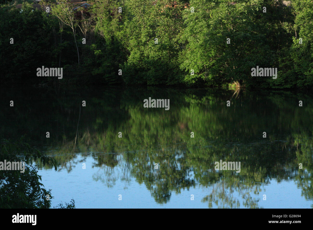 Serena stagno riflettente o lago in estate con il verde degli alberi. Foto Stock