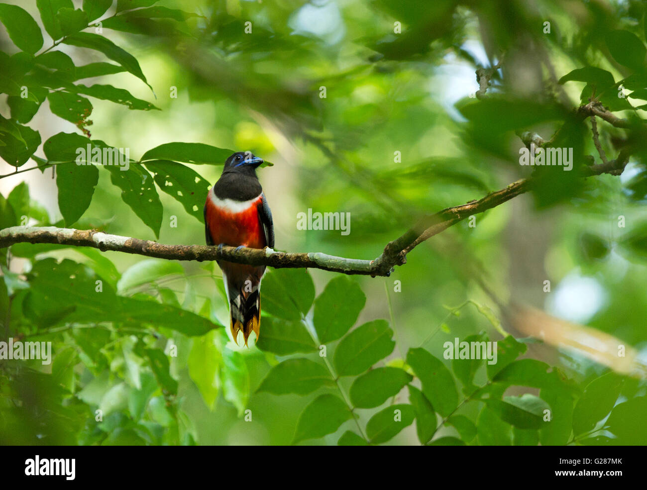 Il Malabar trogon (Harpactes fasciatus) è una specie di uccello della famiglia trogon. Foto Stock