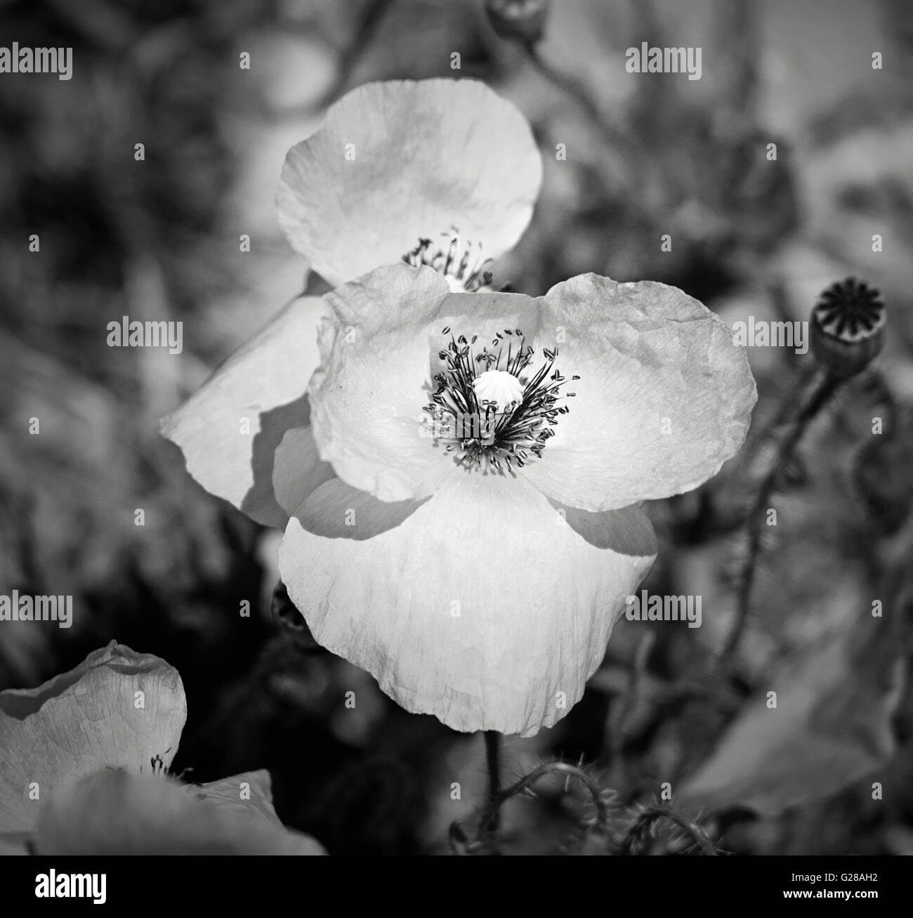 Bianco & Nero fiore di papavero. Nome scientifico: Papaver rhoeas. Bella in bianco e nero la tecnica e la profondità di campo. Foto Stock