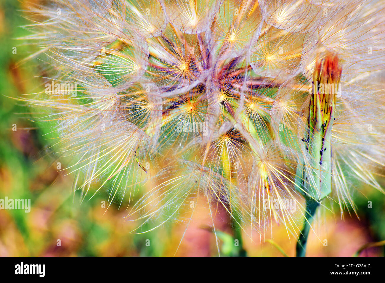 Colori vibranti tarassaco Sementi di fiori di testa. Nome scientifico: Taraxacum officinale. Bel bokeh di fondo e la profondità di campo. Foto Stock