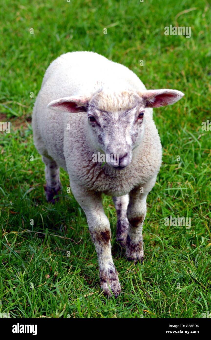 Un agnello di colore bianco in un grande prato verde. Foto Stock