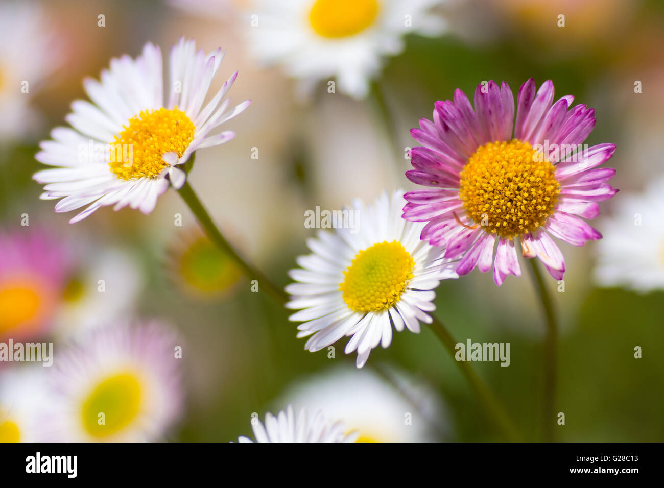 Floración De Erigeron Karvinskianus También Conocida Como Margarita Mexicana Margarita