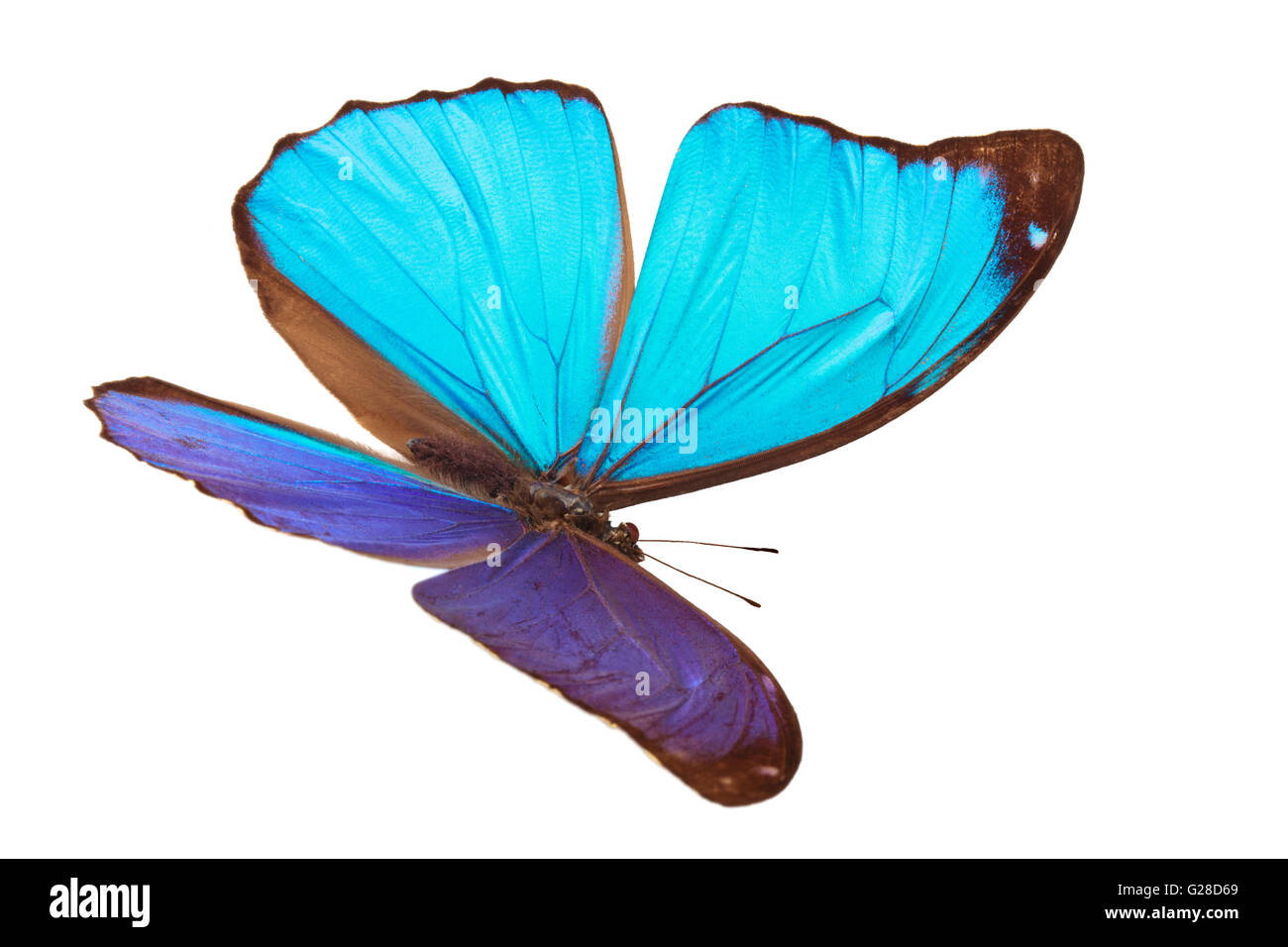 Blu farfalla tropicale. Foto Stock