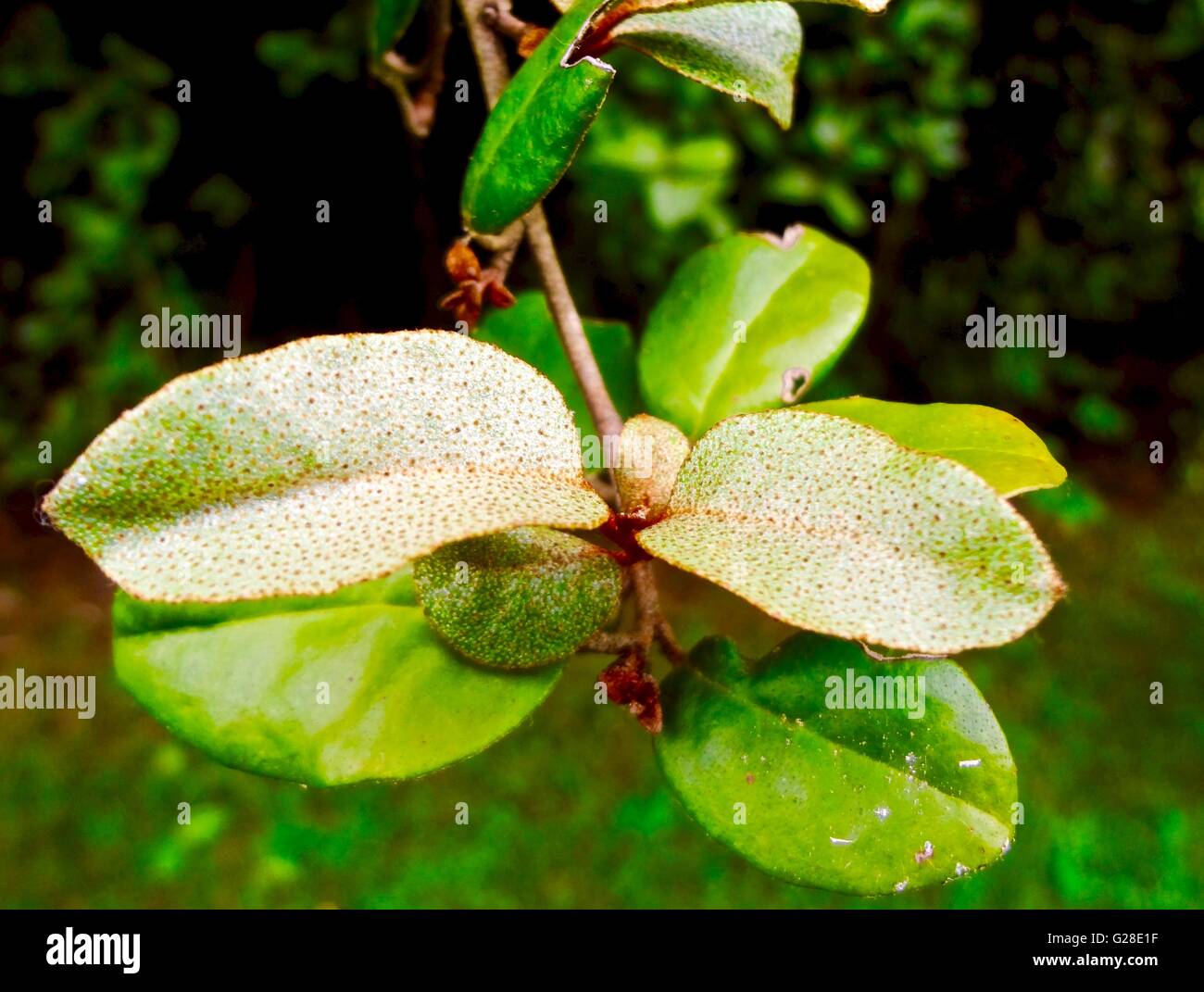 Primo piano di foglie verdi con macchie su di essi Foto Stock