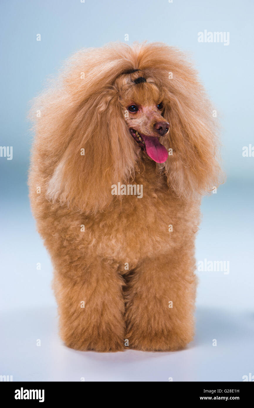 Red barboncino Toy cucciolo in piedi su uno sfondo grigio Foto stock - Alamy