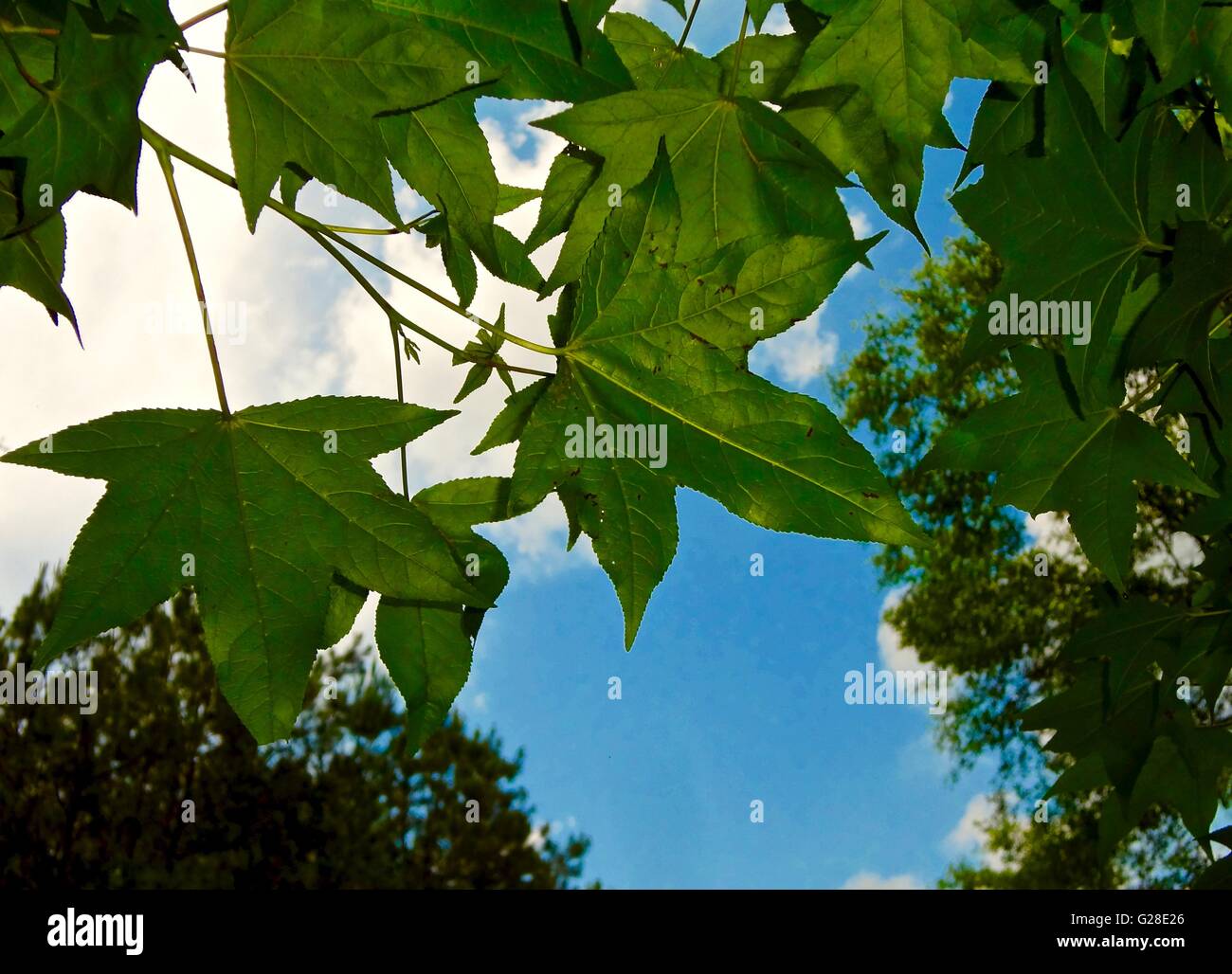 Guardando in alto nel cielo in una foresta Foto Stock