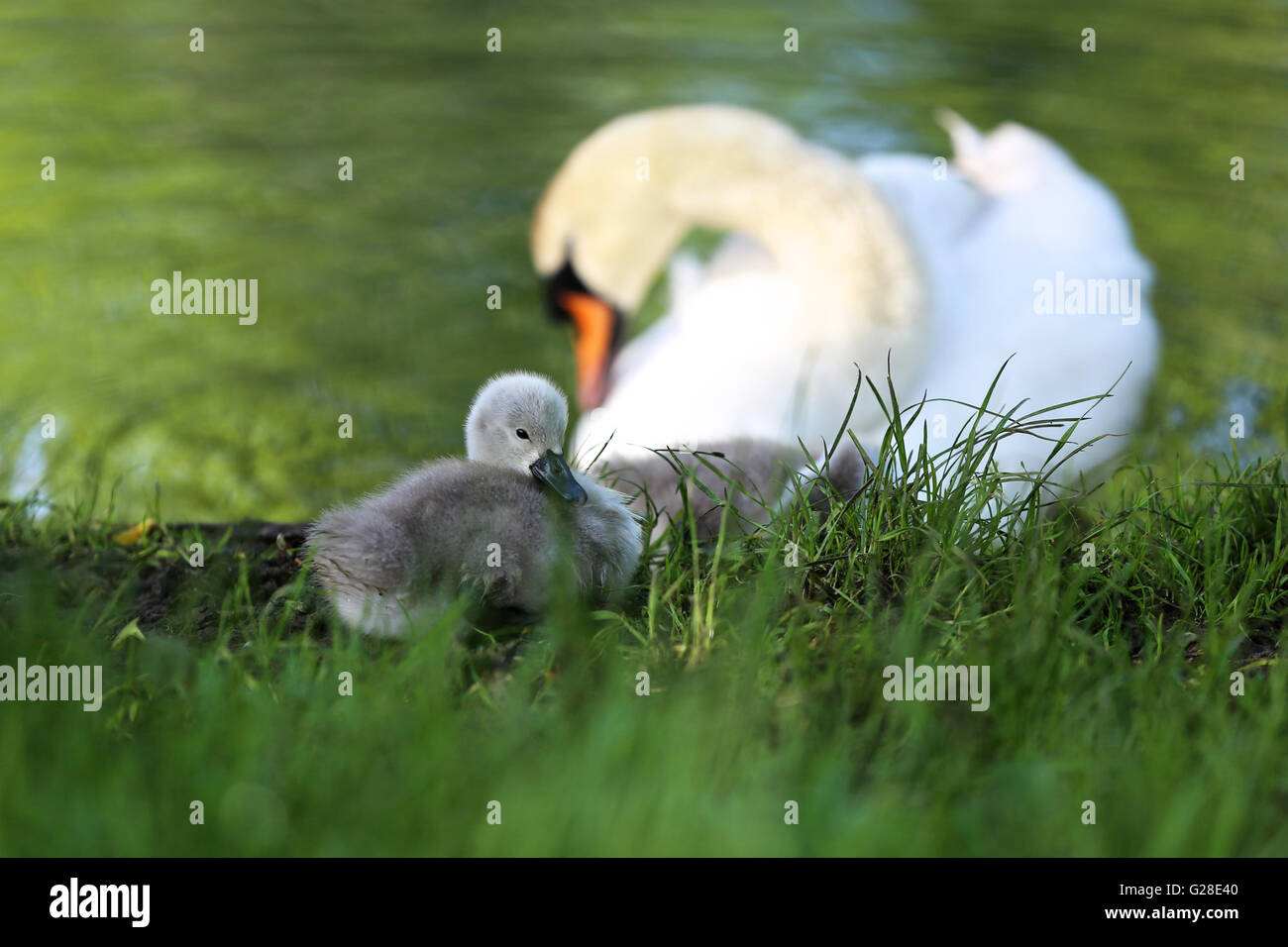 Un sigillo di giovani e adulti swan Foto Stock