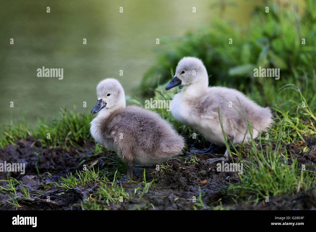 Due giovani prestampati insieme su una riva di un fiume. Foto Stock
