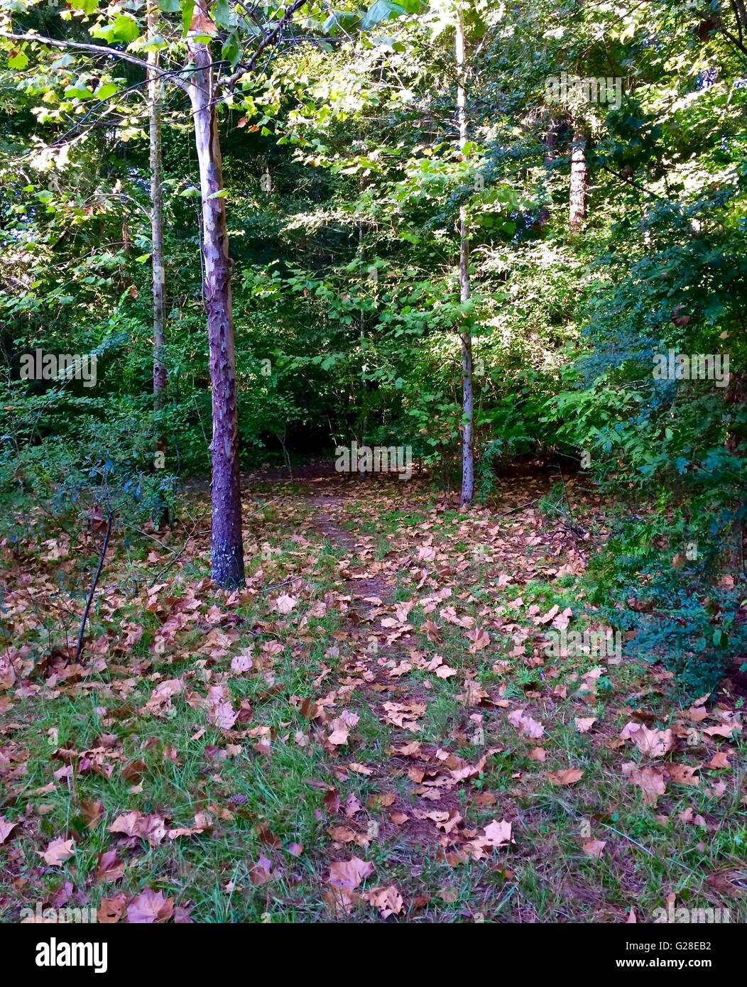 Il sentiero coperto di foglie in autunno Foto Stock